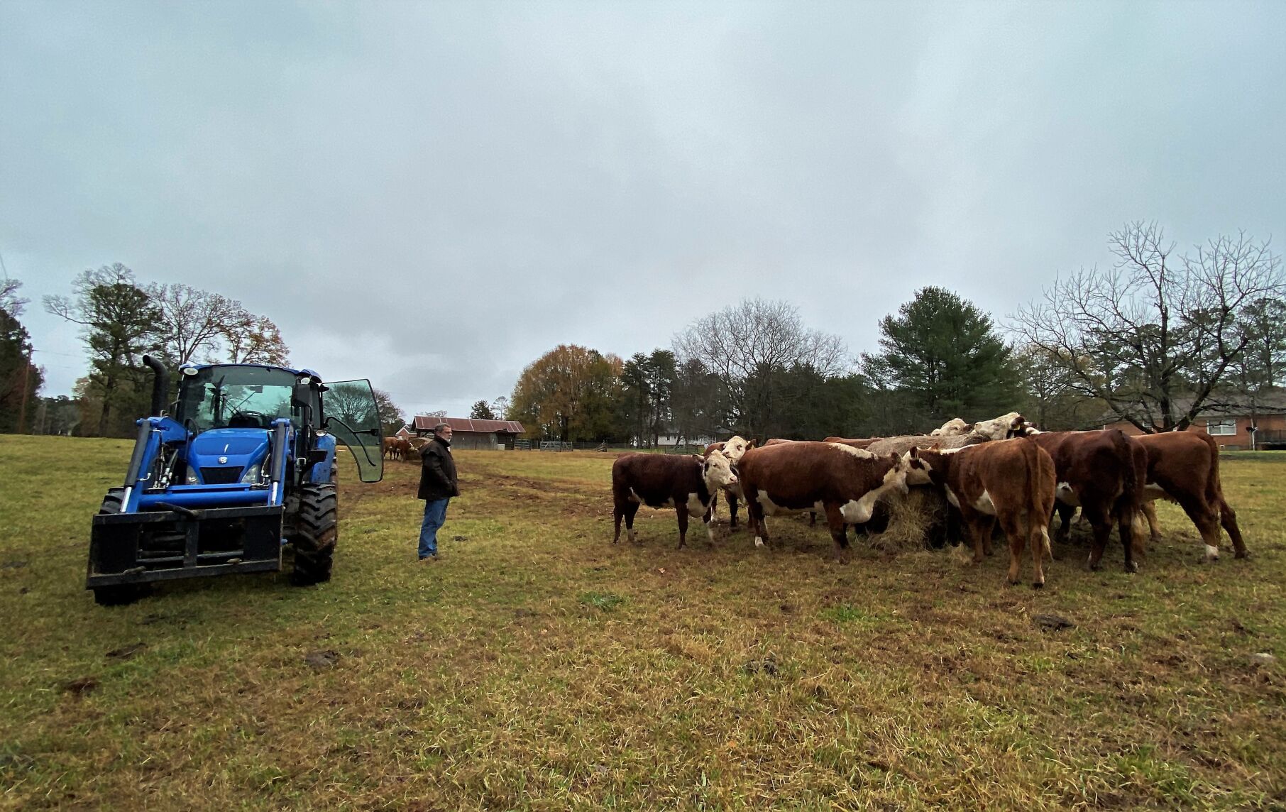 Director of Agriculture and Forestry Operations Frank Dorn observes his cows at the Governor's School for Agriculture campus in McCormick County (copy)